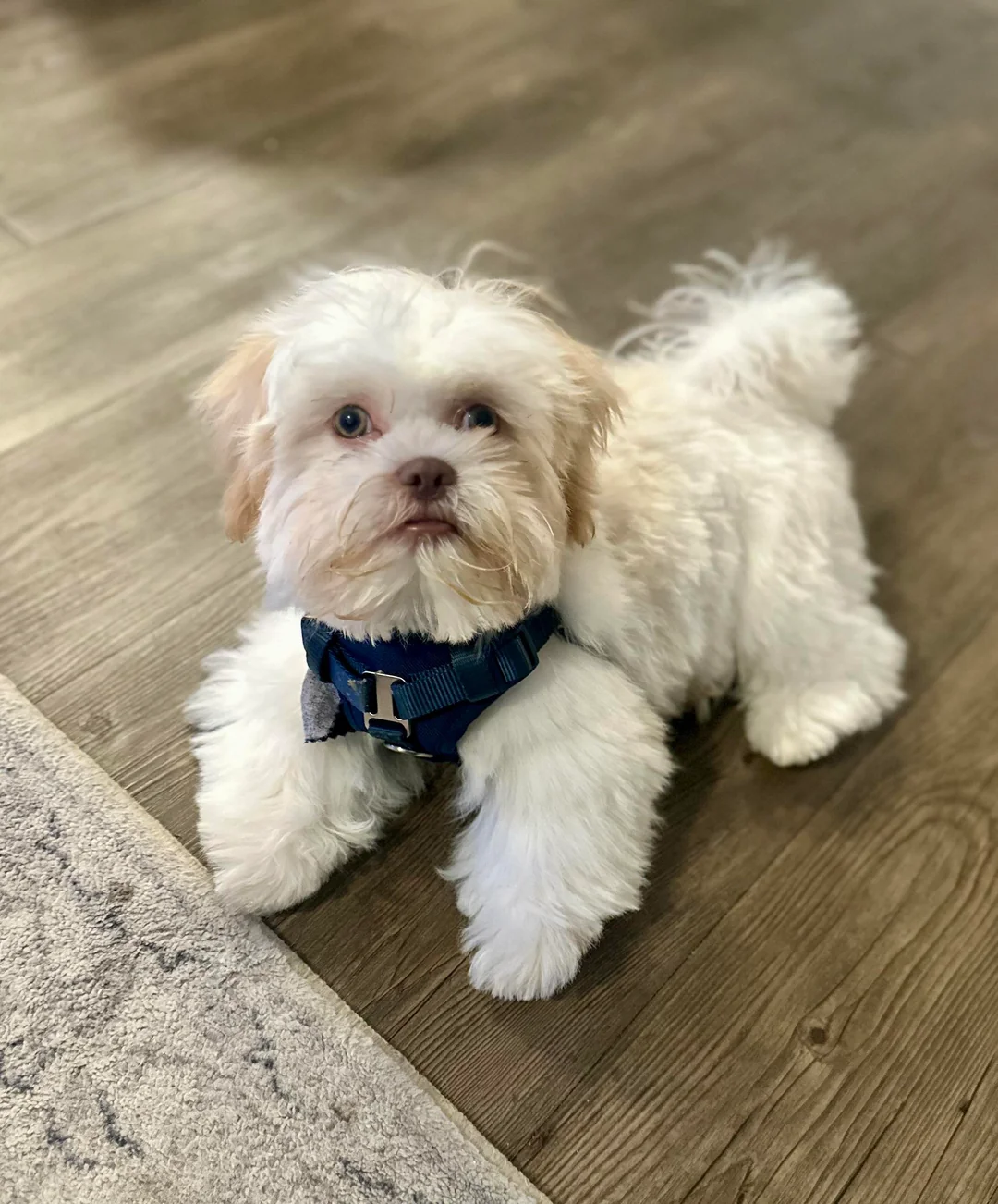 Founders of Royal shih tzus