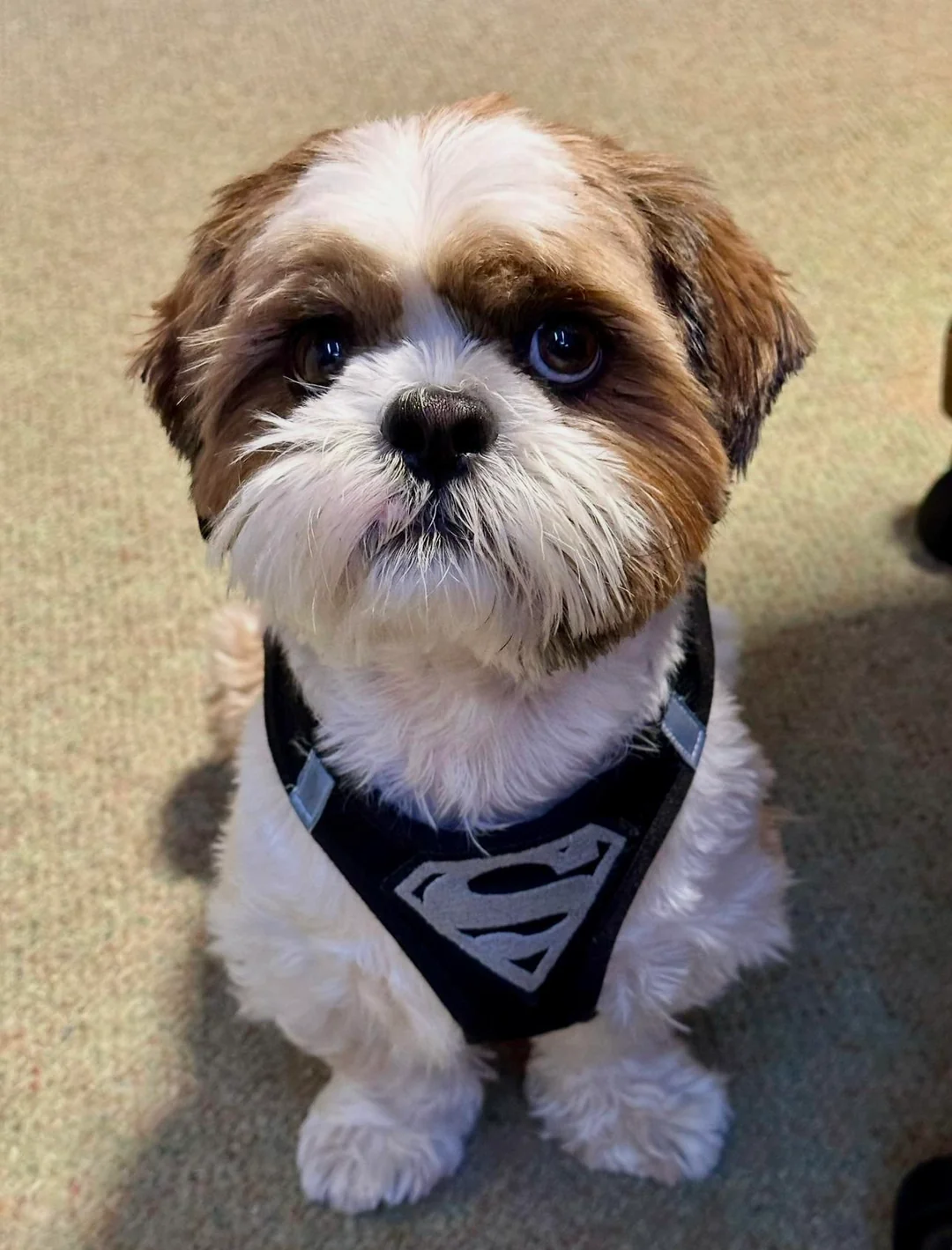 Shih Tzu with Family