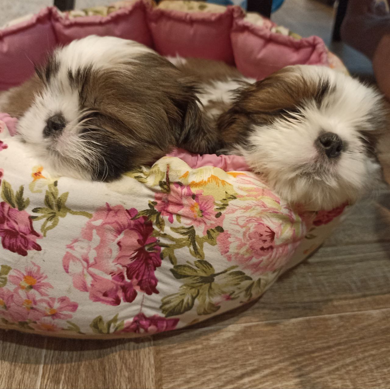 Health Guarantee at Royal shih tzus