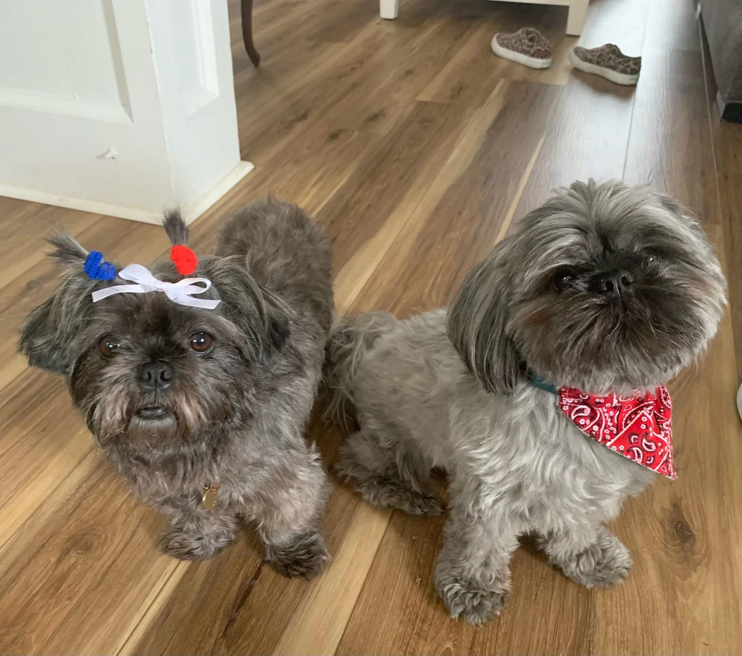 Royal shih tzus Breeding Philosophy